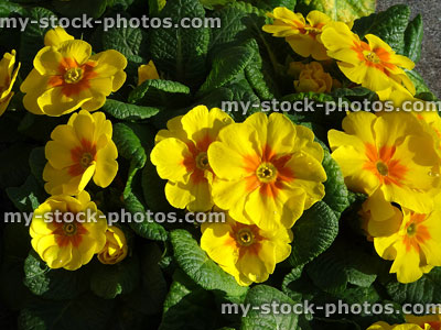 Stock image of flowering yellow primroses, annual winter / spring bedding plants