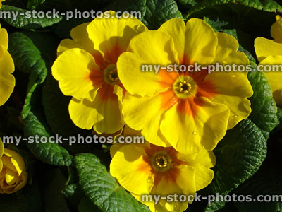 Stock image of yellow primrose flowers, annual winter / spring bedding plants