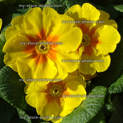 Stock image of flowering orange yellow primroses, annual winter / spring bedding plants