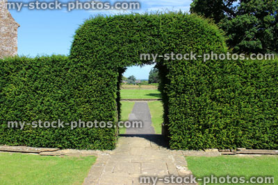 Stock image of clipped yew tree archway / topiary arch in garden