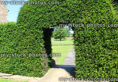 Stock image of clipped yew tree archway / topiary arch in garden