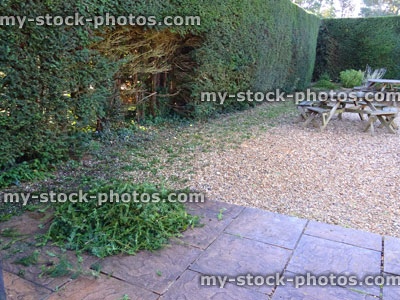 Stock image of yew tree hedge being trimmed, hedge trimming / cutting
