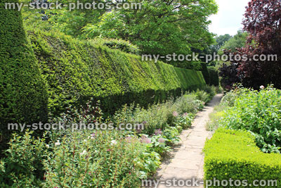 Stock image of clipped yew tree hedge, summer herbaceous border flowers