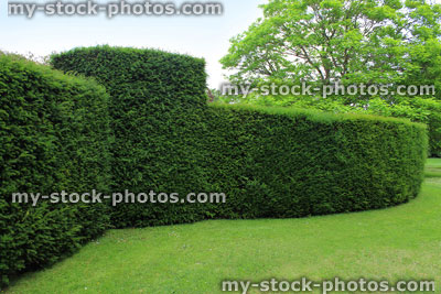 Stock image of clipped English yew hedge / formal topiary garden (taxus baccata)