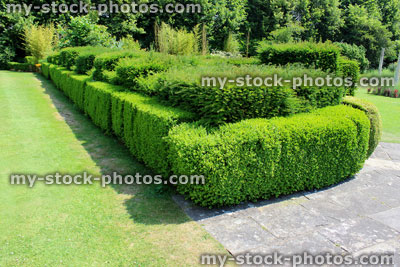 Stock image of green lawn with fine grass, yew hedge topiary