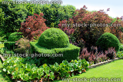Stock image of garden border, clipped topiary yew trees, purple smoke bush (cotinus)