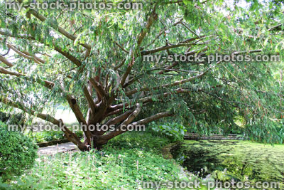 Stock image of multi trunk Dovaston's yew tree buttress / Taxus baccata 'Dovastoniana'