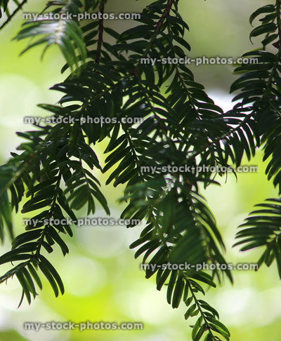 Stock image of branches and poisonous needles on yew tree (taxus baccata)
