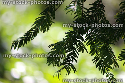 Stock image of twigs, needles / foliage on yew tree (taxus baccata)