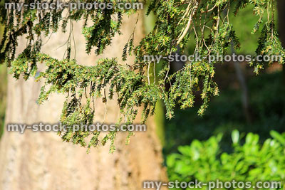 Stock image of needles, twigs and trunk of yew tree (taxus baccata)