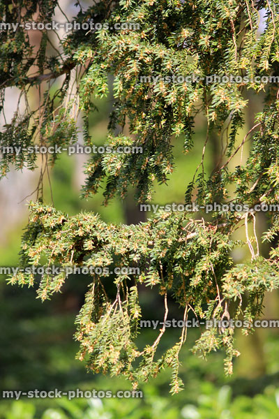 Stock image of evergreen yew tree needles on branch (taxus baccata)