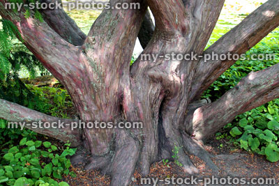Stock image of multi trunk Dovaston's yew tree buttress / Taxus baccata 'Dovastoniana'