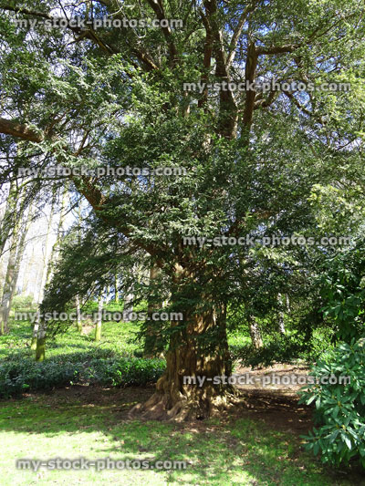 Stock image of large evergreen European yew tree conifer, (taxus baccata) specimen