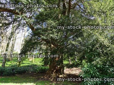 Stock image of old European yew tree (taxus baccata), large trunk / buttress, woodland