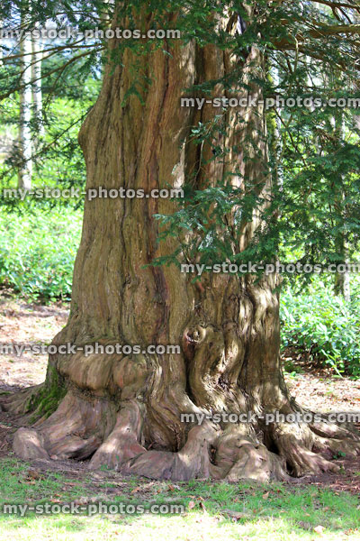 Stock image of ancient yew tree trunk / spreading buttress roots (taxus baccata)