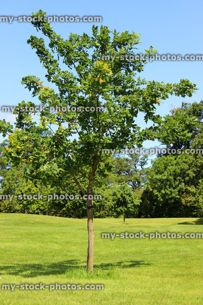 Stock image of young common English oak tree growing in field (quercus robur)