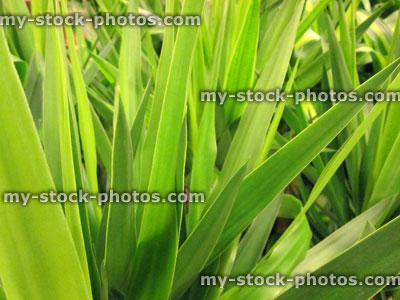 Stock image of green yucca leaves, close up of yucca elephantipes houseplant