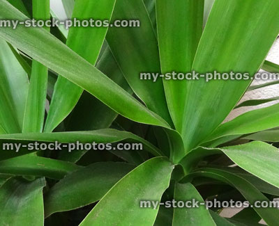 Stock image of green yucca leaves, close up of yucca elephantipes houseplant