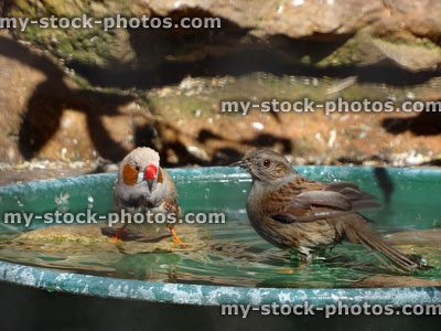 Stock image of zebra finch bathing with hedge sparrow in aviary